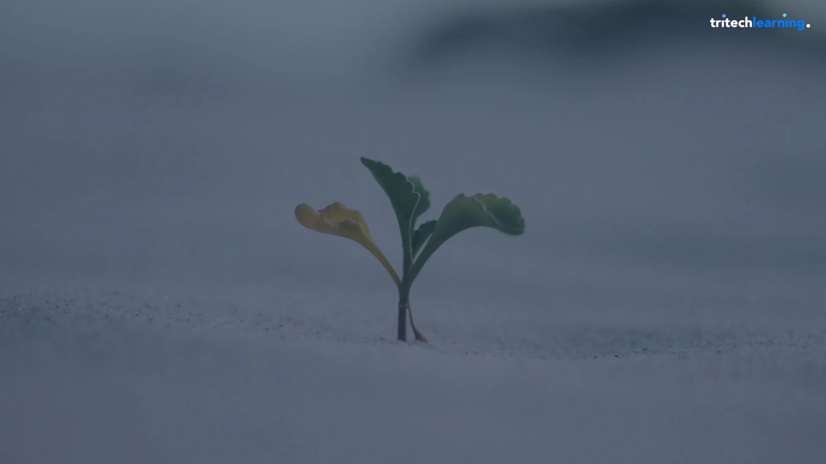 There are no Magical Solutions in Life